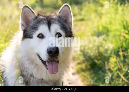 Ritratto di carino malamuto dell'alaska sulla natura estiva Foto Stock