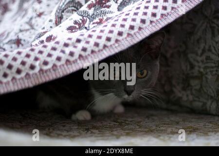 Horisontal foto di grigio fumoso domestico bianco-breasted coward gatto nascosto all'ombra segreta di copriletto e guardandoci Foto Stock