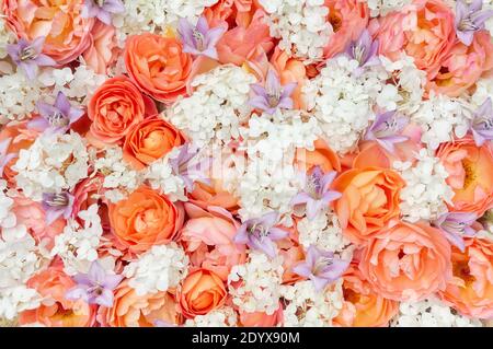 Delicato sfondo floreale di rose arancioni, idrangea bianca e campane viola con spazio copia. Modello di design romantico per biglietto d'auguri per San Valentino Foto Stock