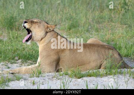 Leonessa africana (Panthera lio). Sdraiati all'aperto, la testa sollevata, sbadigliando rivelando un'ampia bocca aperta e le ganasce denti canini e una lingua raspante. S Foto Stock