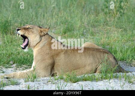 Leonessa africana (Panthera lio). Sdraiati all'aperto, la testa sollevata, sbadigliando rivelando un'ampia bocca aperta e le ganasce denti canini e una lingua raspante. S Foto Stock