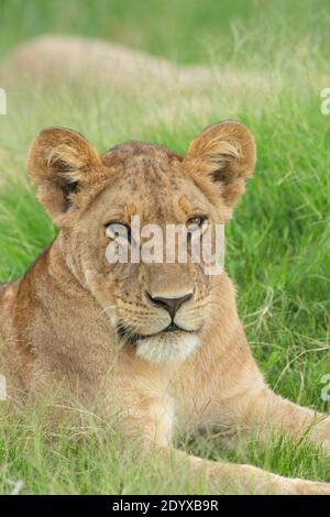 Leonessa africana (Panthera leo). Dignitoso, fiducioso, sdraiato ma pienamente consapevole, focalizzato sui movimenti della vita, nel territorio immediato, nell'ambiente. Occhio Foto Stock