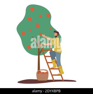 L'uomo sta raccogliendo le mele. Albero di frutta. Cesto di mele rosse mature . Illustrazione Vettoriale