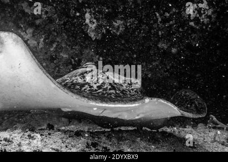 Primo piano di una fantastica Stingray (Taeniurops meyeni) nuotare su un fondo sabbioso Foto Stock