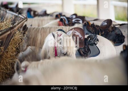 cavalli bianchi attrezzati con selle al ranch Foto Stock