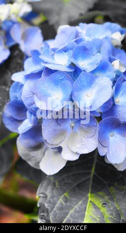 Un'immagine astratta di fiori blu su un'idrangea fiorente o hortensia in un giardino estivo a Torrington Connecticut. Foto Stock