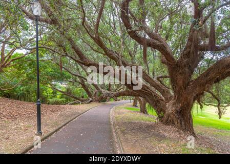 Auckland Domain Park in Nuova Zelanda Foto Stock