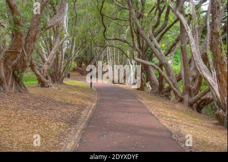 Auckland Domain Park in Nuova Zelanda Foto Stock