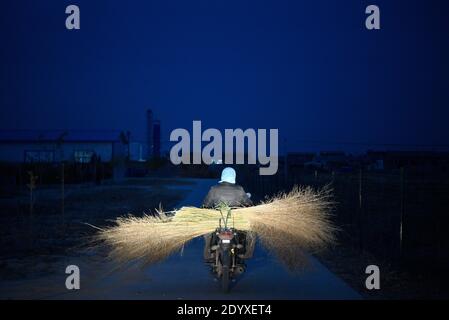 (201228) -- YINCHUAN, 28 dicembre 2020 (Xinhua) -- li Yaomei trasporta le cannucce per fare le ginocchia nel villaggio di Longyuan del distretto di Hongsibao nella città di Wuzhong, regione Autonoma di Ningxia Hui della Cina nord-occidentale, 27 ottobre 2020. Xihaigu, una regione in gran parte montagnosa del Ningxia centro-meridionale, è stata un tempo inflitta dalla profonda povertà ed è stata identificata come il "più inadatto luogo di insediamento umano" dalle Nazioni Unite negli anni '70 a causa della bonifica del territorio, della siccità e di un fragile ambiente ecologico. Il 16 novembre 2020, Xyhaigu storicamente si è addio alla povertà assoluta, durante la quale 'potere' ha giocato un indistisp Foto Stock