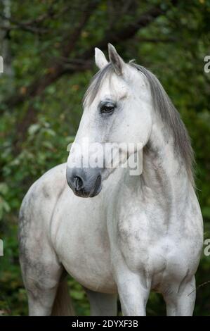 Bel trotter di oggetti in foresta Foto Stock