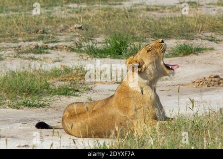 Leonessa (Panthera leo), risvegliandosi con un grande gridare, godendosi sdraiata su una sabbia ancora calda, lasciata dal giorno precedente. Foto Stock