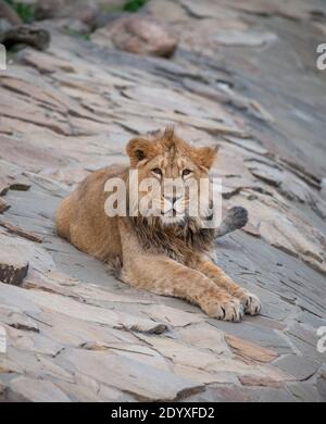 leone giovane che riposa su pietre Foto Stock