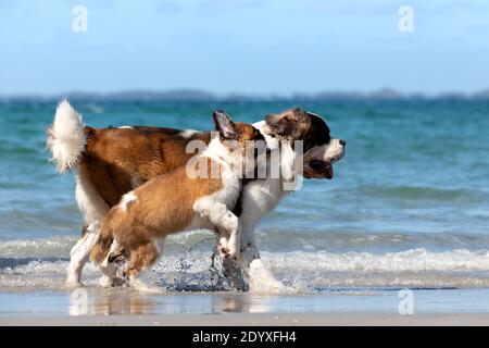 Adulto di San Bernardo e cucciolo di San Bernardo che giocano insieme nelle acque poco profonde della spiaggia. Foto Stock