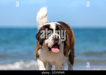 Un grande cane San Bernardo in spiaggia con l'oceano blu dietro. Foto Stock