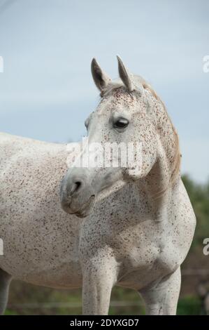 ritratto di cavallo arabo bianco in estate Foto Stock