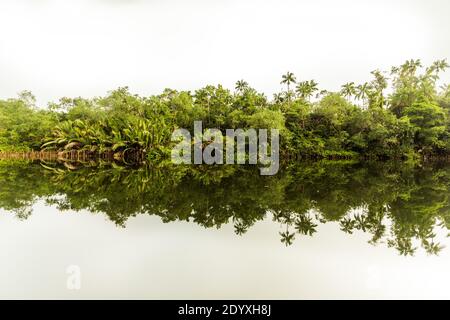 Alberi che si riflettono in un fiume in Cambogia Foto Stock