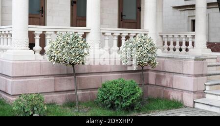 Foglie verdi e bianche variegate, cespugli di Gaietia Smeralda o Euonymus fortunei arbusto piantato di fronte al manison di stile classico. Fusello, fusello Fortune, superriduttore invernale o superriduttore invernale. Foto Stock