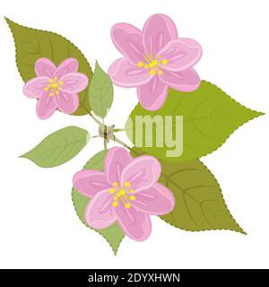 Frammento di un albero fiorito con foglie. Fiori rosa Illustrazione Vettoriale