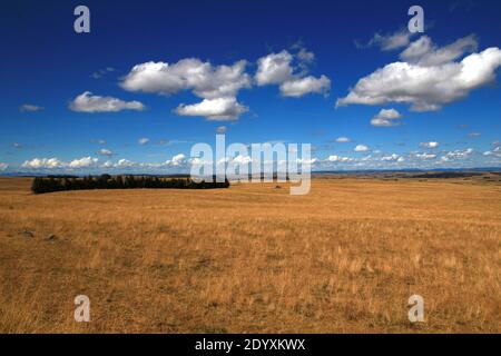 In un bellissimo pomeriggio di agosto, una vista panoramica dei pascoli Aubrac (Lozère, Francia) Foto Stock