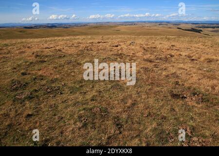 In un bellissimo pomeriggio di agosto, una vista panoramica dei pascoli Aubrac (Lozère, Francia) Foto Stock