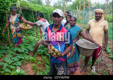 AUROVILLE, INDIA - Novembre 2020: Un gruppo di lavoratori indiani in una fattoria biologica. Foto Stock
