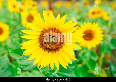 Girasoli in fiore . Fiori con petali gialli . Api all'impollinazione Foto Stock