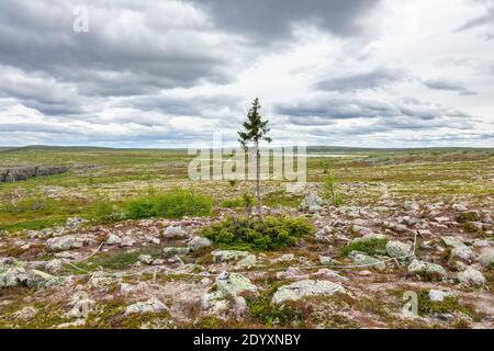 Vista su un singolo albero di abete rosso in un paesaggio selvaggio Foto Stock