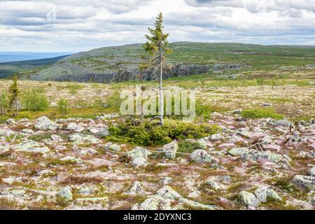 Old Tjikko l'albero più antico del mondo. Foto Stock