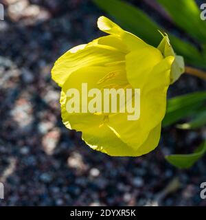 Primrose serali del Missouri, Storblommigt nattljus (Oenotera macrocarpa) Foto Stock