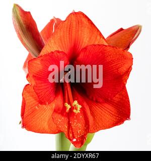 Hippeastrum "cuore rosso", Amaryllis (Hippeastrum x hortorum) Foto Stock