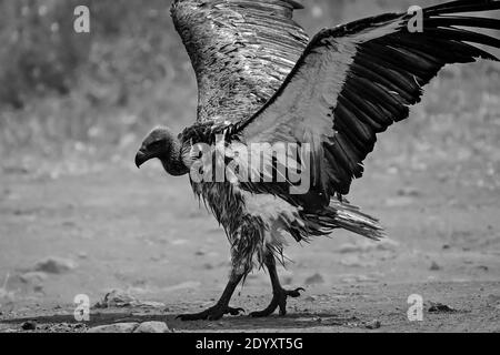 Ritratto di avvoltoio bianco e nero, Parco Nazionale di Nairobi, Kenya Foto Stock
