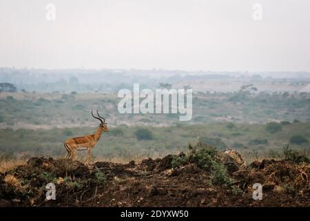 Impala nella natura selvaggia, Nairobi National Park, Kenya Foto Stock