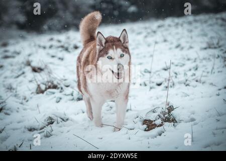 Un Husky siberiano si muove nella neve d'inverno. Foto Stock