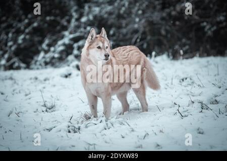 Un Husky siberiano si muove nella neve d'inverno. Foto Stock