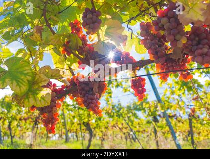 Uve da vino mature nei vigneti lungo la strada del vino della Stiria meridionale, un'incantevole regione al confine tra Austria e Slovenia, prima della vendemmia Foto Stock