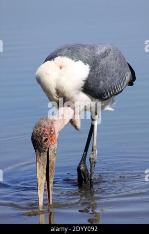 Marabou Stork Leptoptilos crumeniferus alimentazione nel lago Ziway, Etiopia Foto Stock