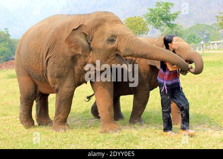 Salvato elefanti thailandesi con Lek Chailert - fondatore di Elefante Parco naturale Thailandia Foto Stock