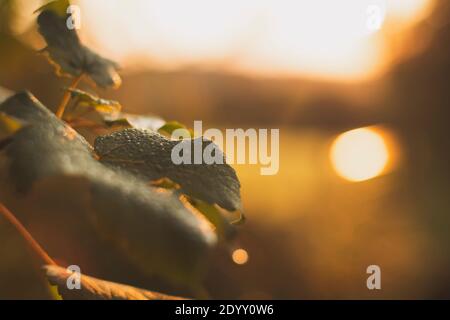 Mattina presto rugiada su una foglie di un albero con il sole che sorge sullo sfondo Foto Stock
