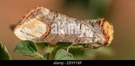 Falce, Shipdham, Norfolk, Inghilterra Foto Stock