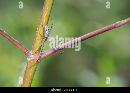 Un ragno orbweaver (genere Tetragnatha) a lunghe stalle che attende pazientemente la preda nel Glen Stewart Ravine Park di Toronto. Foto Stock