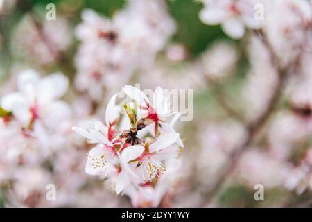 Fiori di ciliegio rosa delicati primo piano con messa a fuoco selettiva Foto Stock