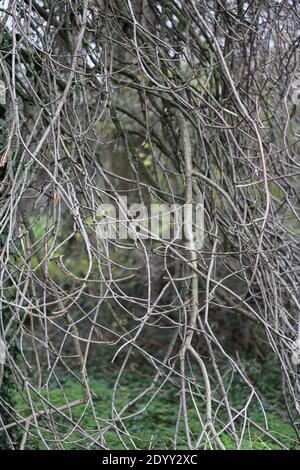 Varietà di diverse specie di alberi, un sacco di tessitura variante dal tronco di albero, corteccia e foglie. Agosto-novembre 2020 Foto Stock