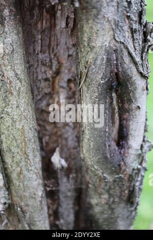 Varietà di diverse specie di alberi, un sacco di tessitura variante dal tronco di albero, corteccia e foglie. Agosto-novembre 2020 Foto Stock