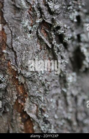 Varietà di diverse specie di alberi, un sacco di tessitura variante dal tronco di albero, corteccia e foglie. Agosto-novembre 2020 Foto Stock