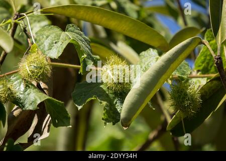 Fetida passiflora, Scarletfruit passiflora un vitigno di frutta e di erbe mediche Foto Stock