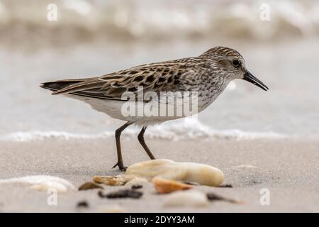 Sandpiper Semipalmated sulla spiaggia, Delaware Bay, Stati Uniti Foto Stock