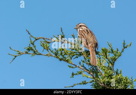 Canzone Sparrow in Tree, Delaware, Stati Uniti Foto Stock