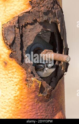 Tree Swallow emergente dal nido in palo arrugginito, Port Mahon, Delaware Bay, Stati Uniti Foto Stock