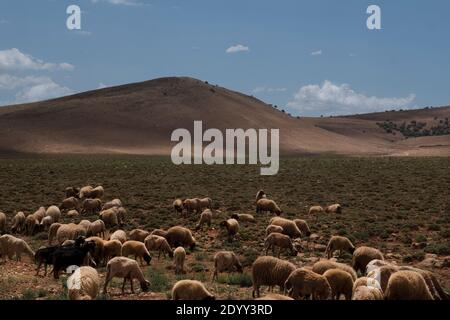 Gregge di pecore nell'altopiano del Medio Atlante, Marocco. Foto Stock