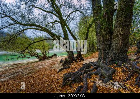 Willows sulle rive del lago Barrea. Parco Nazionale d'Abruzzo, Lazio e Molise, Abruzzo, Italia, Europa Foto Stock